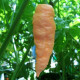 Bhut Jolokia Peach